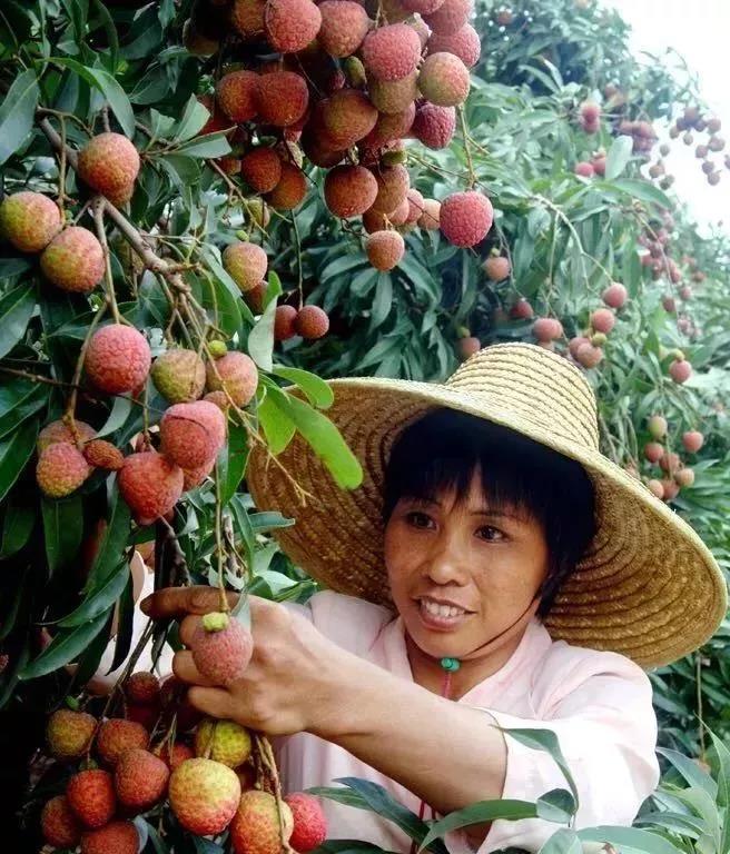 为了确保新鲜度,所有荔枝会在清晨新鲜采摘!