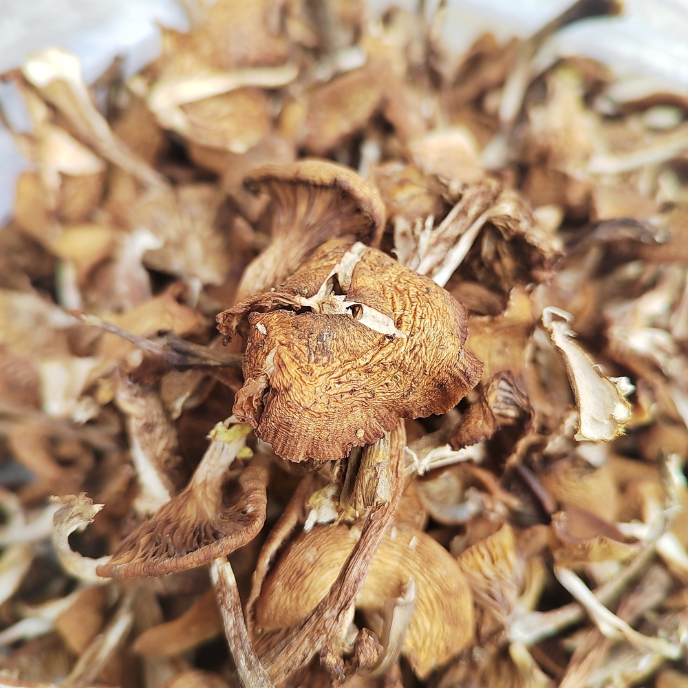 快递全国包邮(除新疆,西藏,青海等偏远地区) 品名:干榛蘑 产地:辽宁省